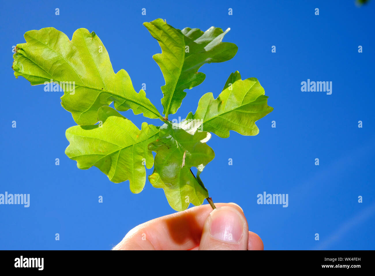 Stiel-Eiche, Qercus robur, Stieleiche, Quercusrobur, Eichenlaub, Natur, Blätter, fünf, jung, spriesen, Jungpflanze, Leben, Hoffnung, Entwicklung, Wach Stock Photo