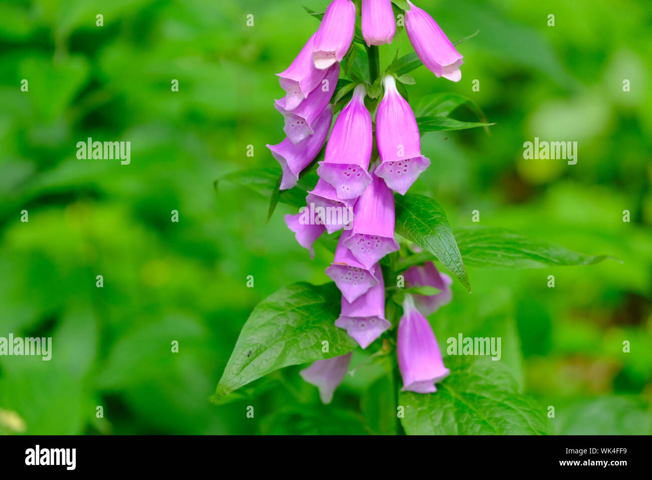 Roter Fingerhut, Digitalis purpurea, Blume, Blüten, Giftpflanze, hochgiftig, traubiger Blütenstand, rosa, filigran, verletzlich, Postkartenmotiv, Kale Stock Photo