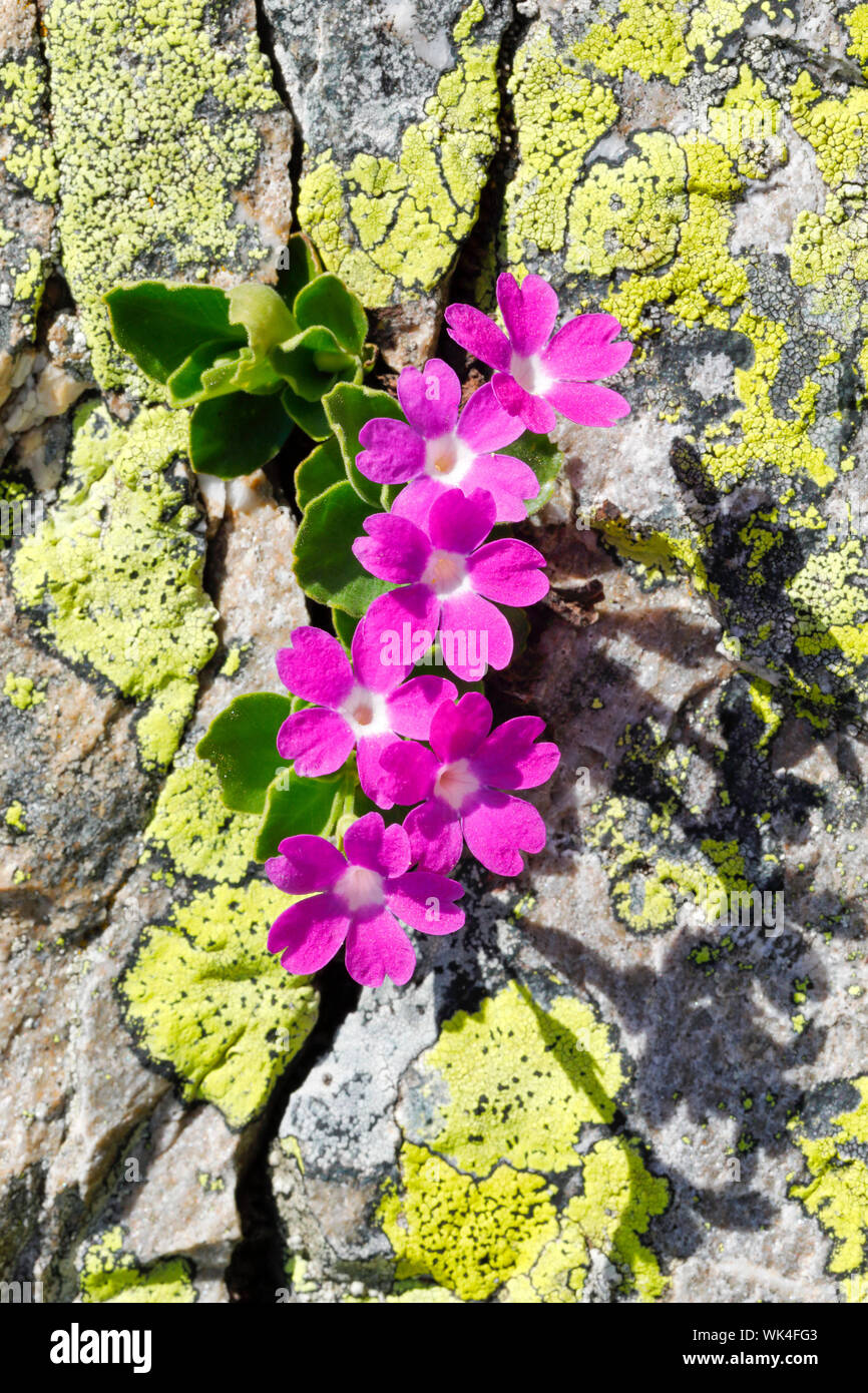 Behaarte Primel,  Primula hirsuta, Stock Photo