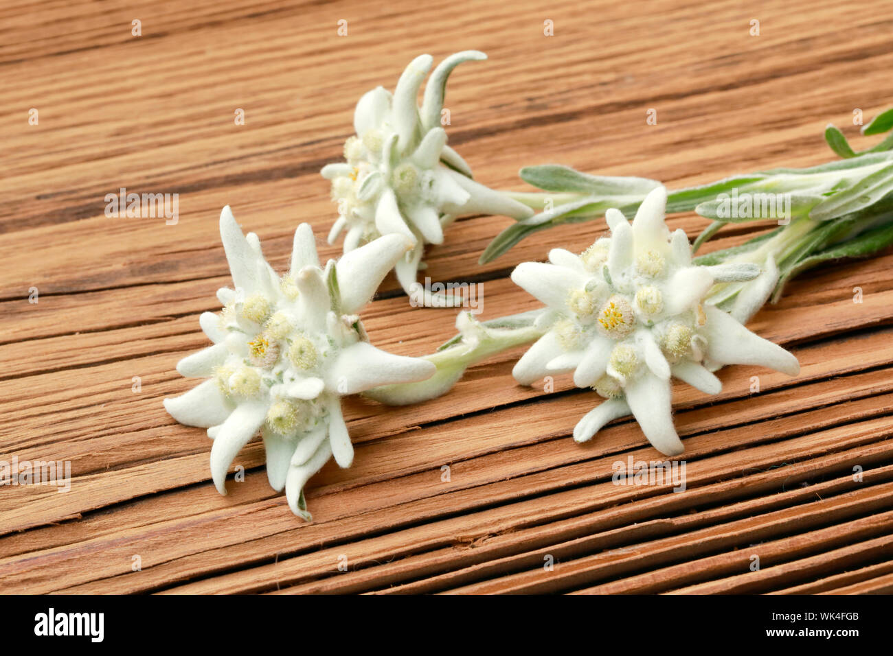AlpenEdelweiss, Leontopodium alpinum, Schweiz Stock Photo Alamy