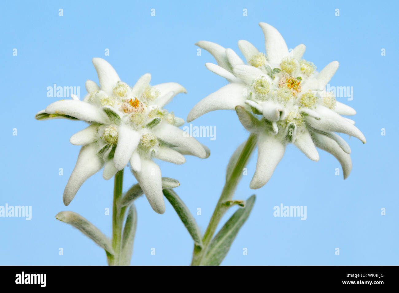 Alpen-Edelweiss,  Leontopodium alpinum,  Schweiz Stock Photo