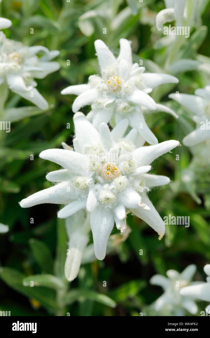 Alpen-Edelweiss,  Leontopodium alpinum,  Schweiz Stock Photo