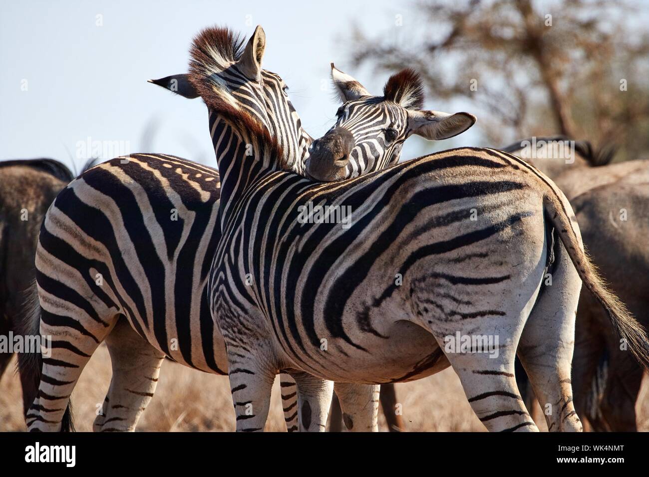 Zebra mating hires stock photography and images Alamy