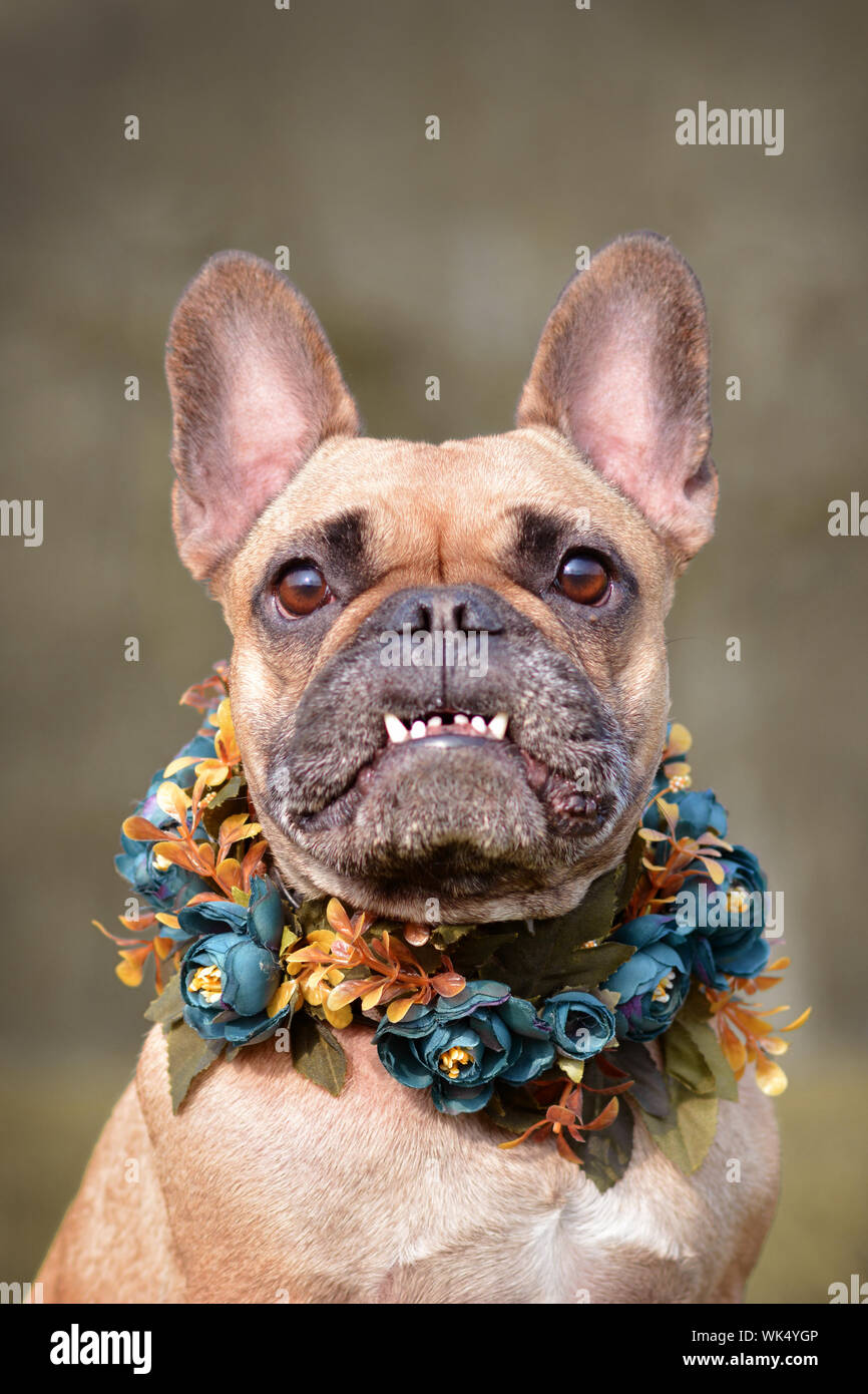 Funny portrait of a female brown French Bulldog dog showing smile with  overbite wearing a selfmade bue floral collar in front of blurry background  Stock Photo - Alamy