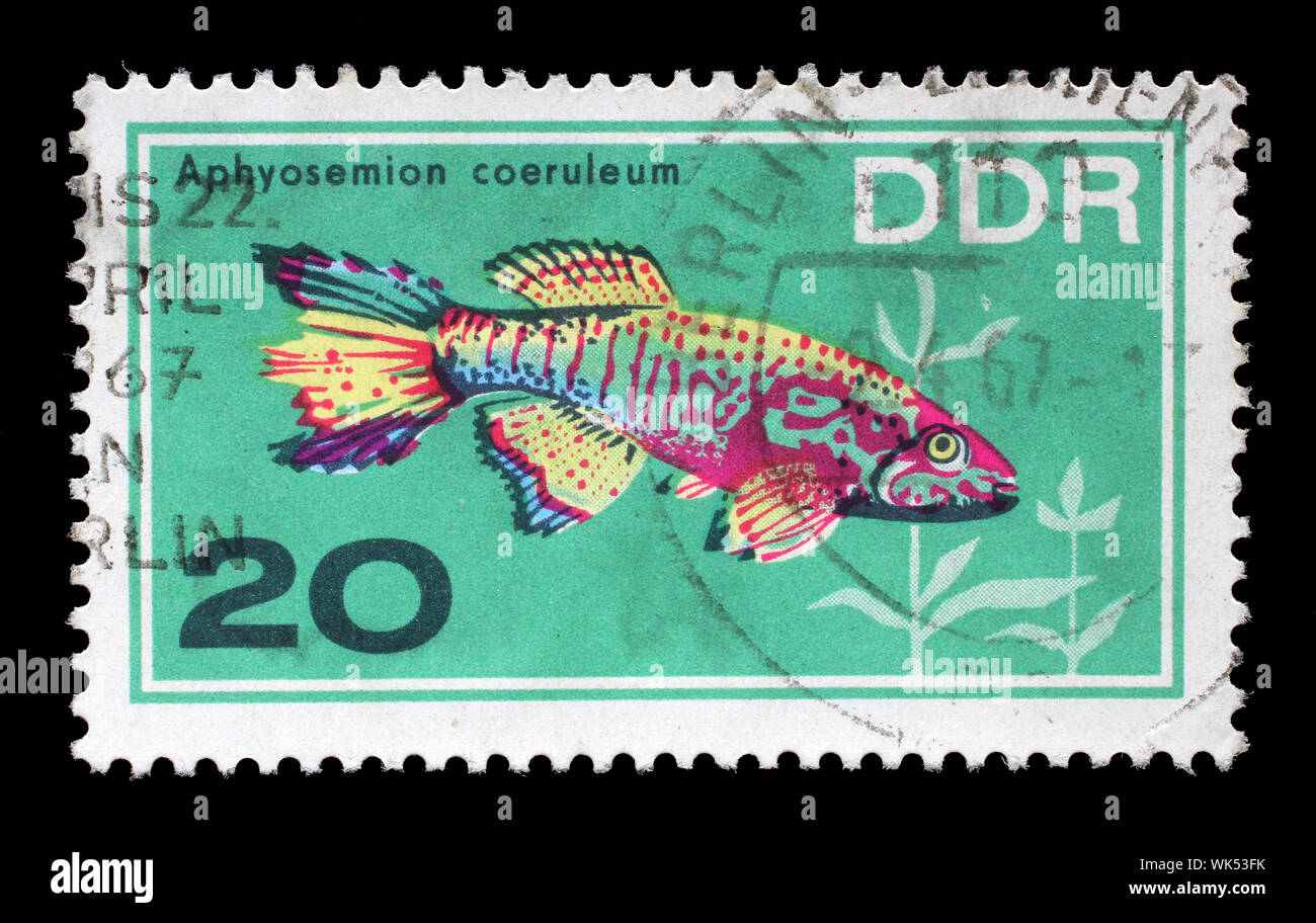 Stamp printed in the DDR (East Germany) shows Aquarium Fish Aphyosemion coeruleum, circa 1966. Stock Photo