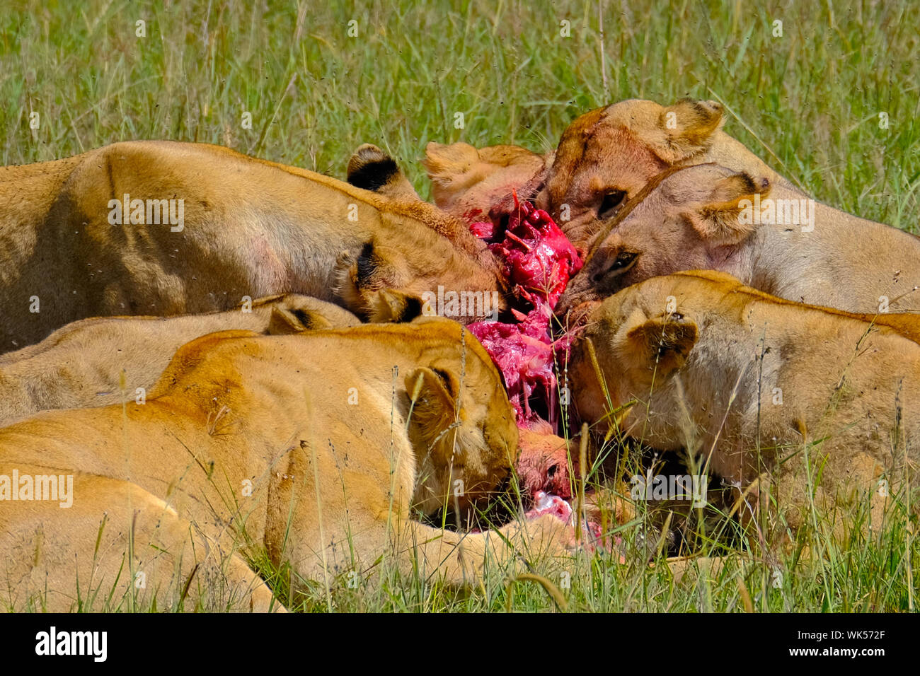 Female lion kill with warthog prey Masai Mara Kenya Africa Stock Photo