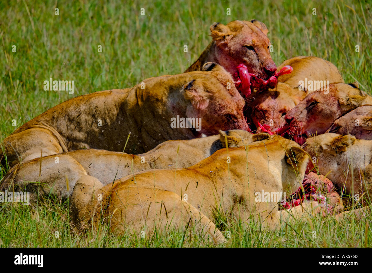 Female lion kill with warthog prey Masai Mara Kenya Africa Stock Photo
