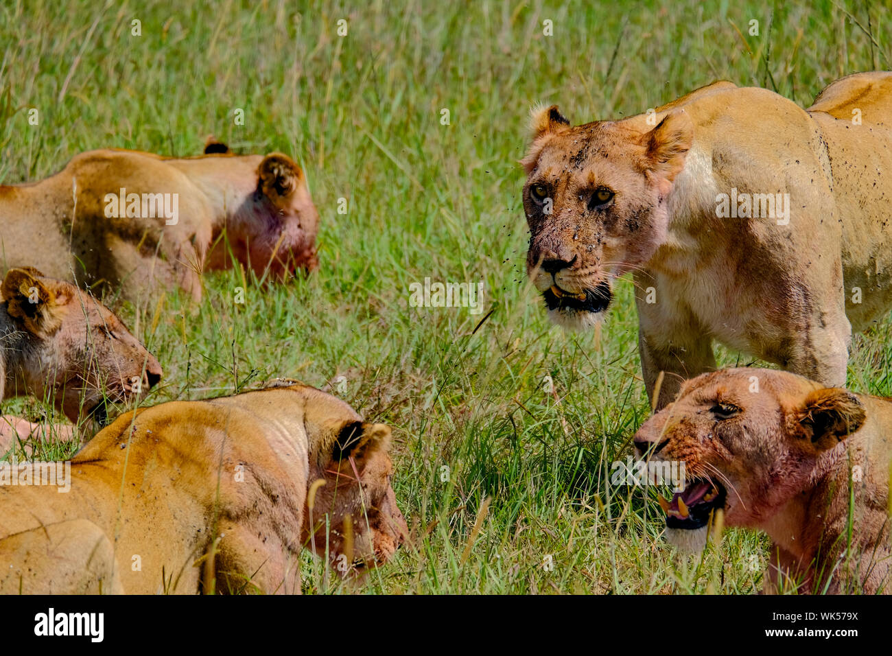 Female lions after kill, blood on face Masai Mara Kenya Africa Stock Photo