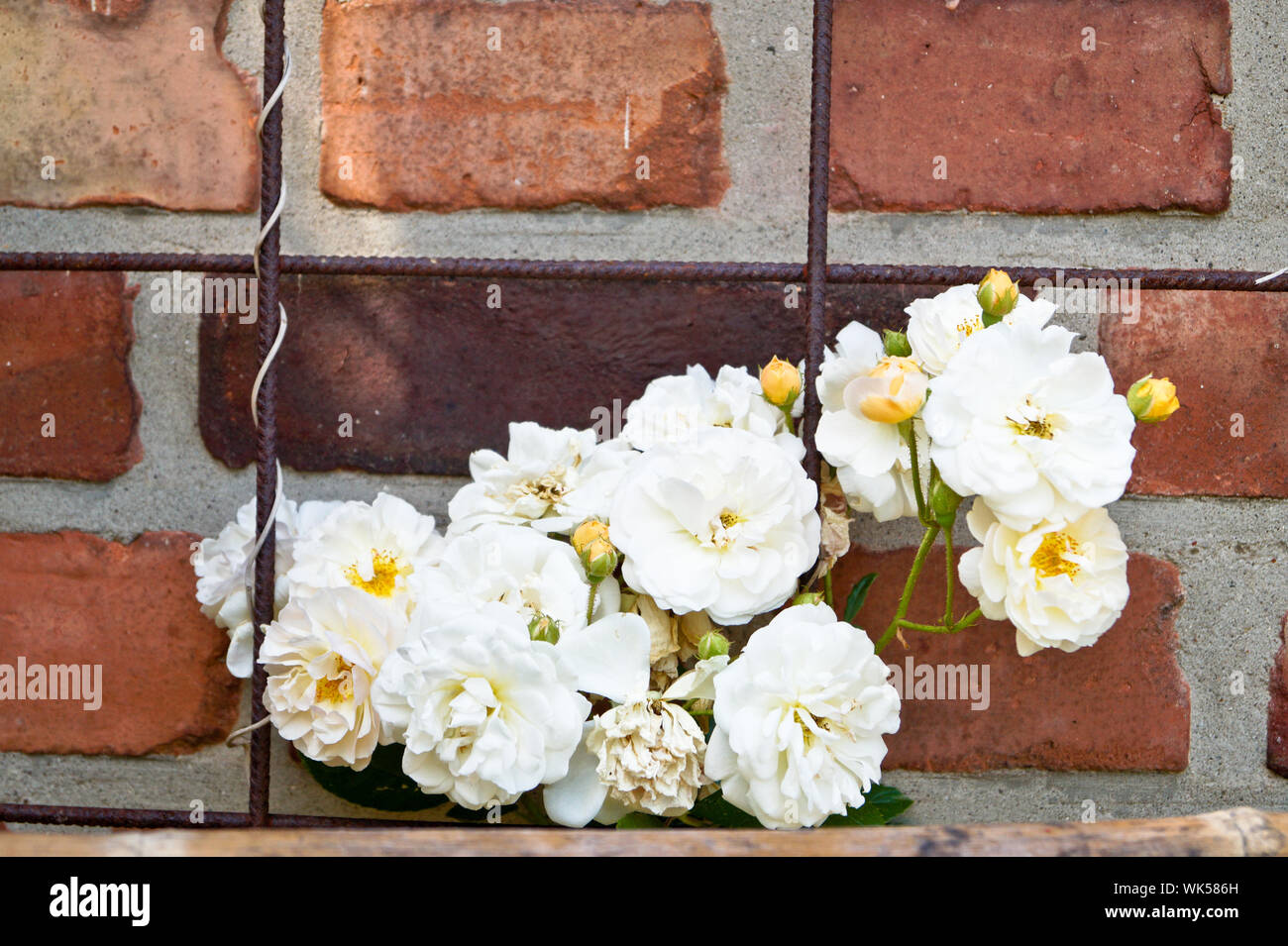 Red roses brick wall hires stock photography and images Alamy