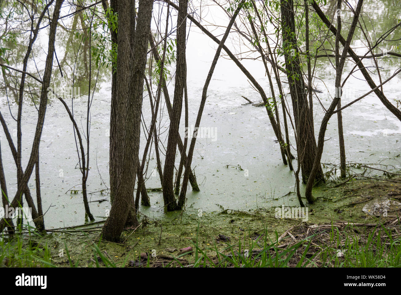 Rice Marsh Lake Park, Minnesota Stock Photo Alamy