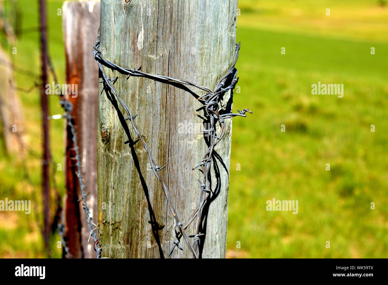 Tree trunk barbed wire hires stock photography and images Alamy