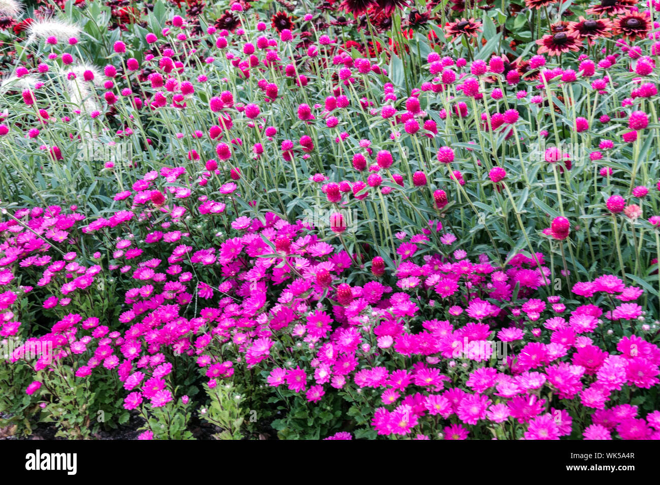 Purple flower bed, combination colors, China Aster, Callistephus chinensis, Globe Amaranth Gomphrena haageana Stock Photo