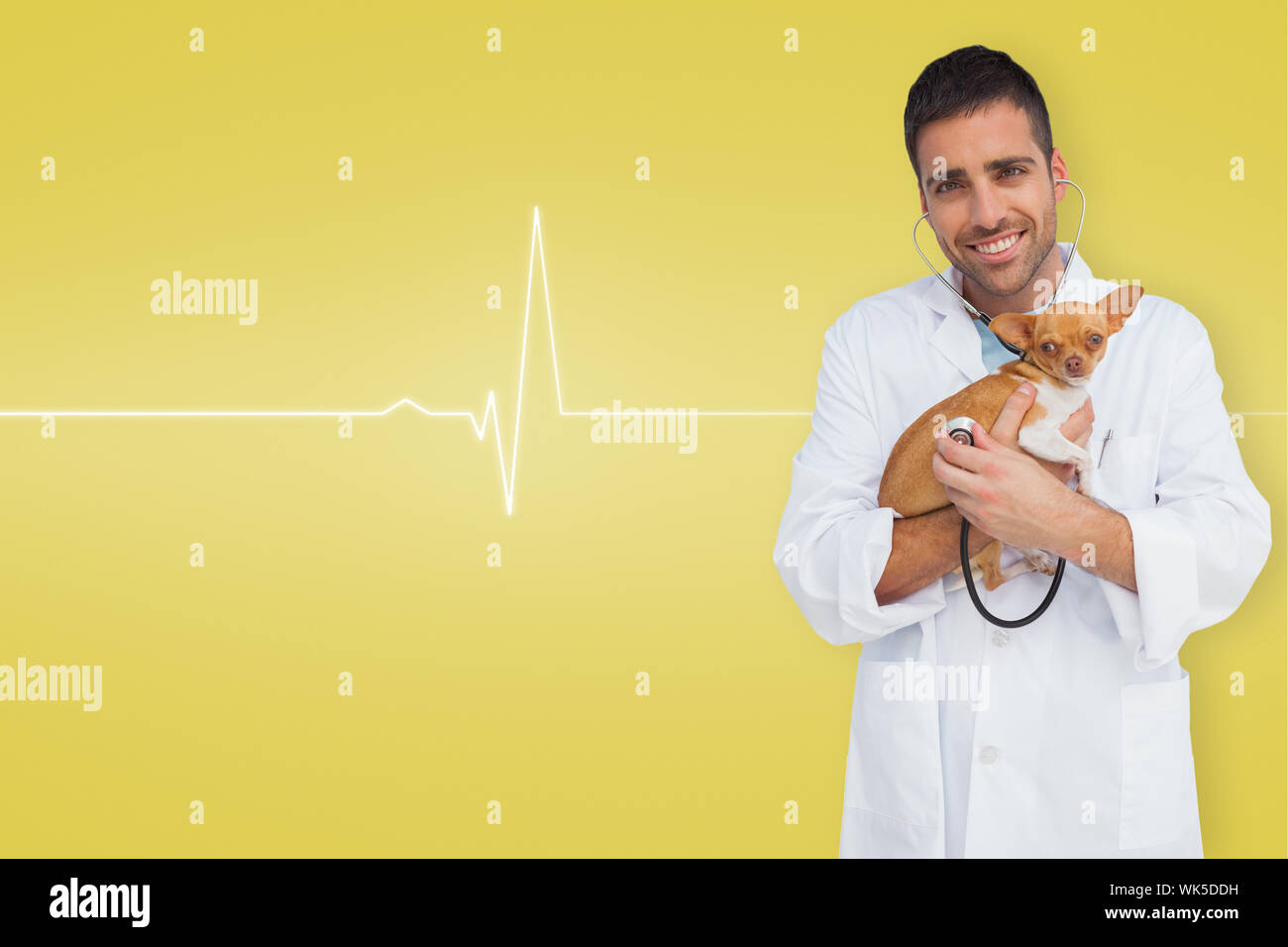 Vet holding chihuahua against medical background with ecg line in yellow Stock Photo