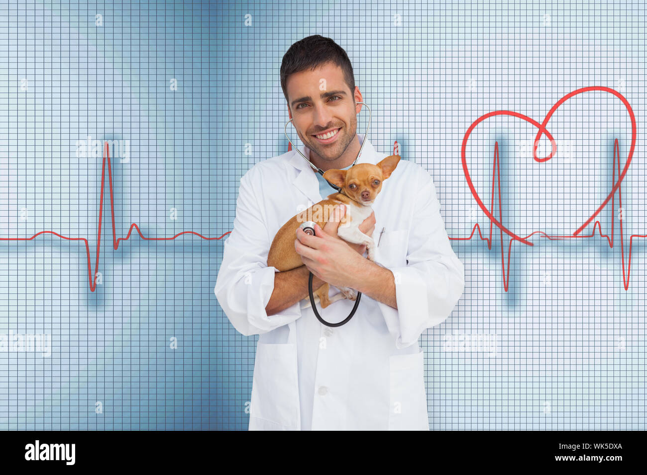 Vet holding chihuahua against medical background with red ecg line Stock Photo