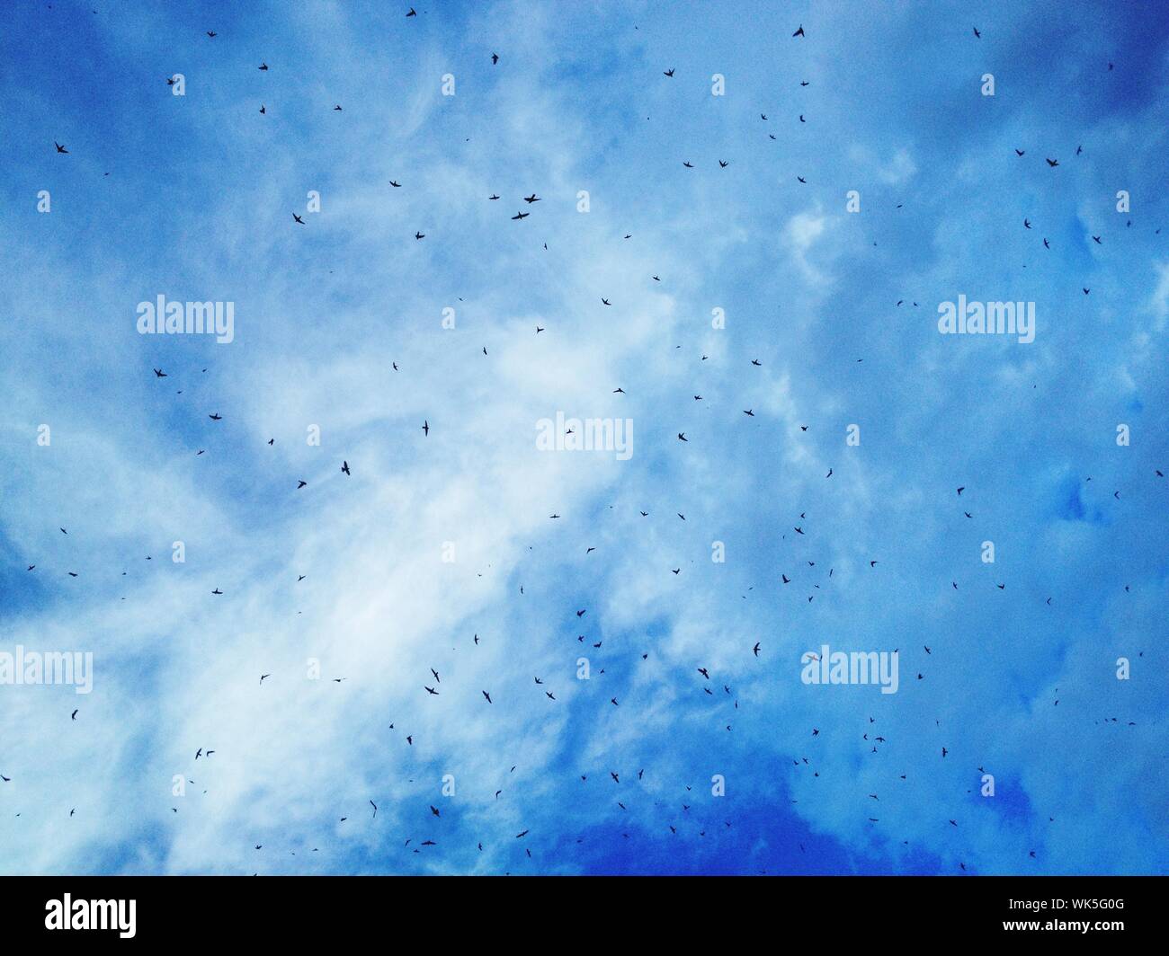 Birds in blue sky hi-res stock photography and images - Alamy