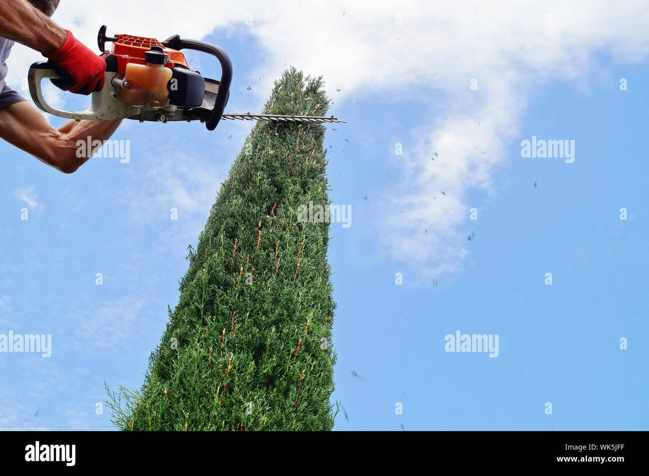 A Man trims the high hedges with an electric hedges trimmer. property
