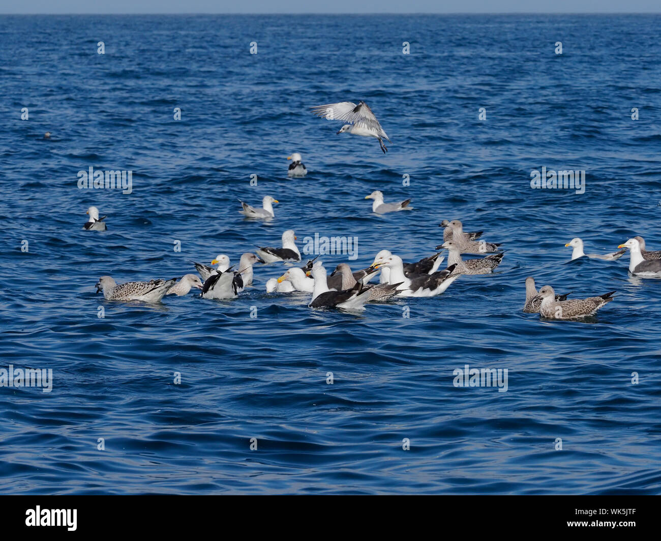 Great black-backed gull, Larus marinus, mixed gulls in water, Near Skokholm, Wales, August 2019 Stock Photo