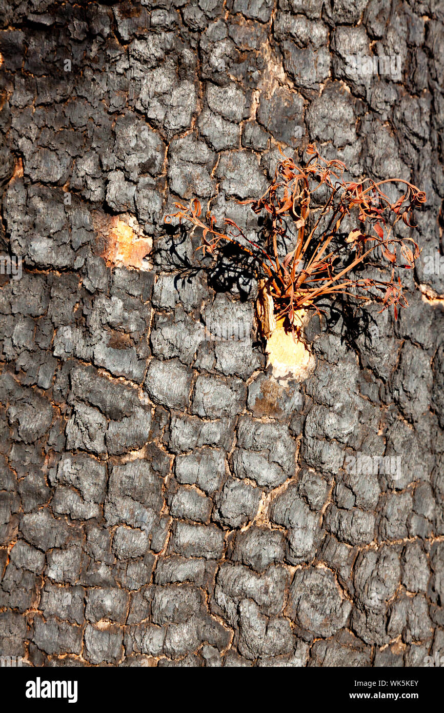 Burnt tree bark, Serpentine Larapinta Trail, NT, Australia Stock