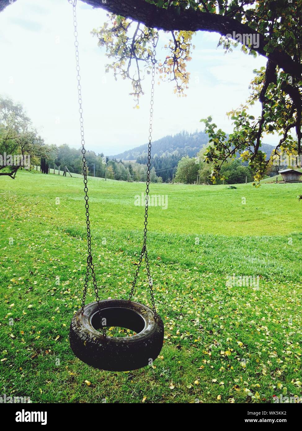 Tire swing tree hi-res stock photography and images - Alamy