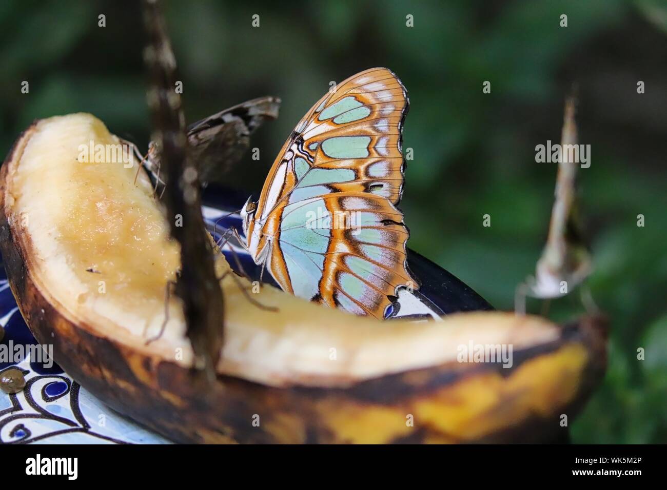 Butterfly Banana High Resolution Stock Photography and Images Alamy