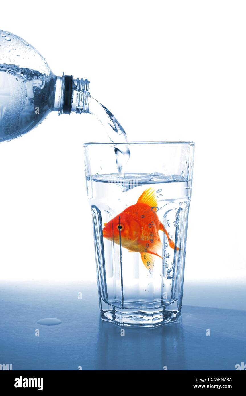goldfish in glass of water showing challenge or creativity concept Stock Photo Alamy
