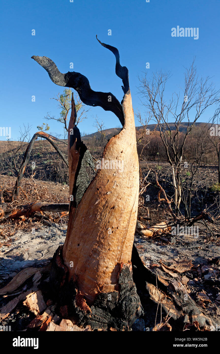 Twisted remains of a burnt River Red Gum, Serpentine Gorge, Larapinta Trail, NT, Australia Stock Photo