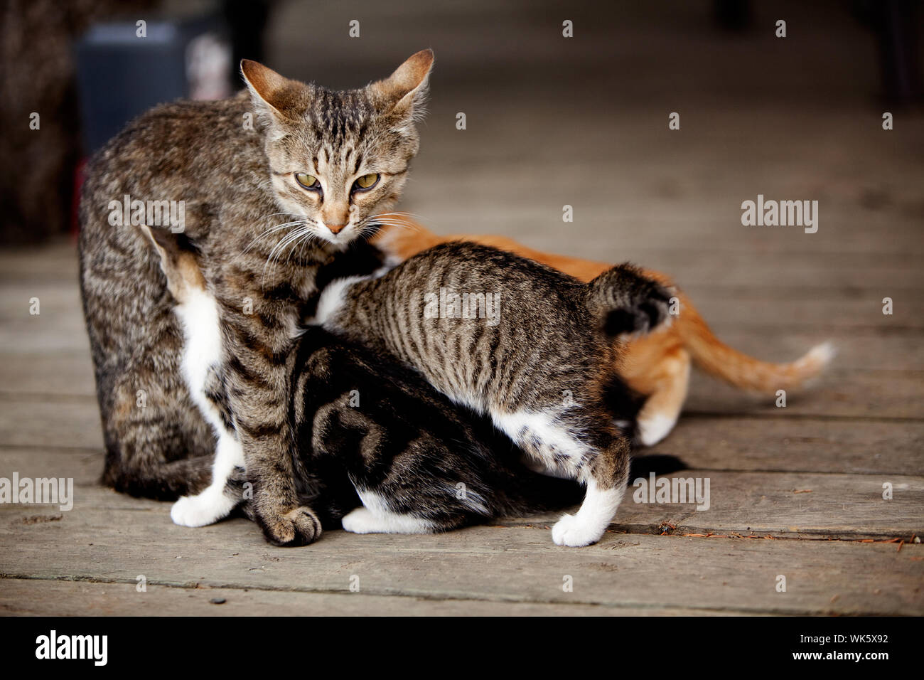 How Much Food To Give A Nursing Cat at Judith Curran blog