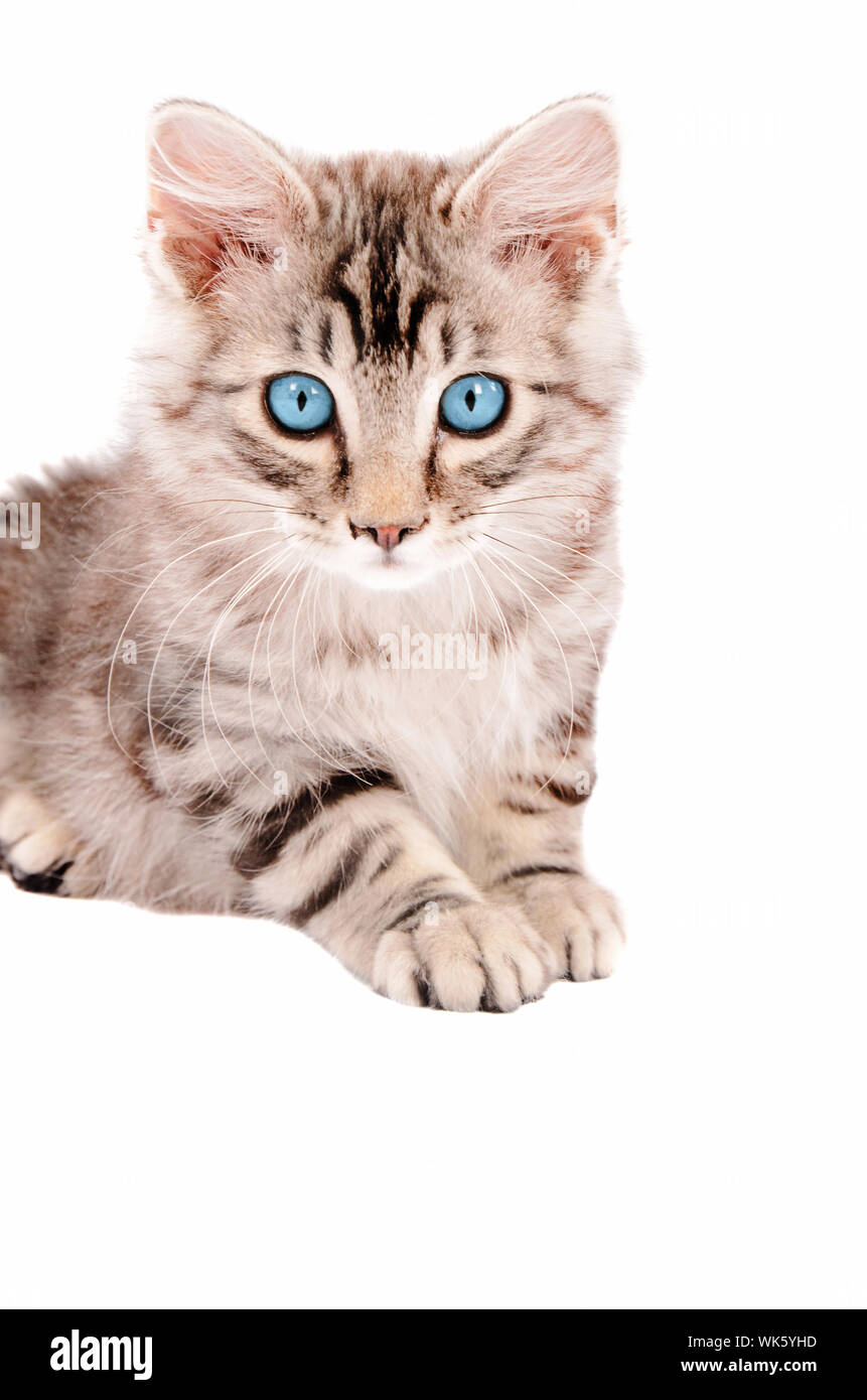 Silver tabby kitten with blue eyes laying on a white background