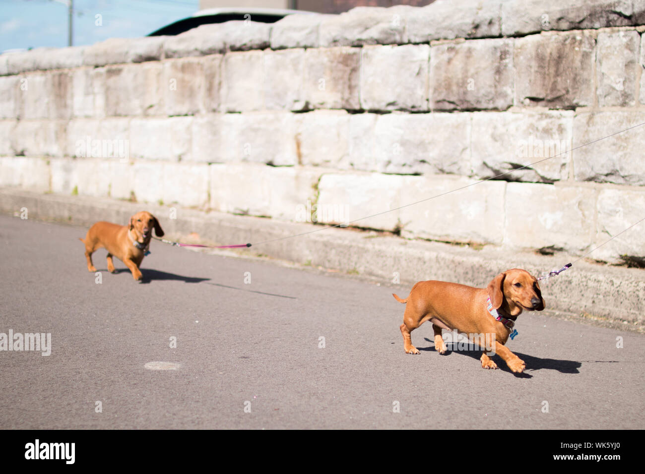 Two Dachshunds Going For A Walk Stock Photo