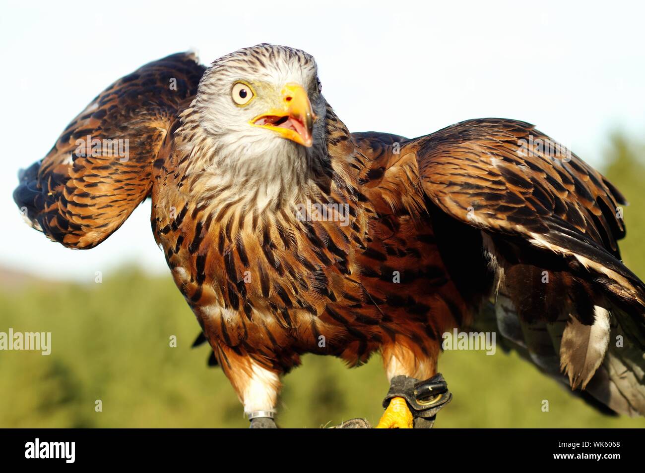 Head Of The Sea Eagle Close Up Of A White Tailed Eagle Or