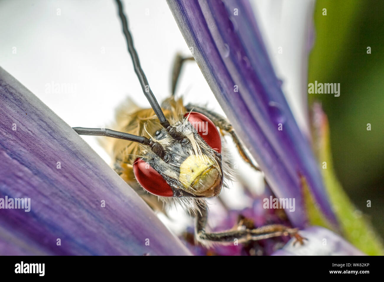 Beautiful insect in high magnification over a purple flower Stock Photo