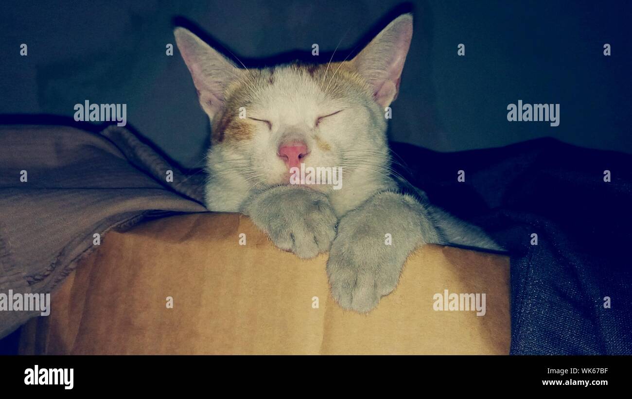 Cat Sleeping In Box Stock Photo Alamy