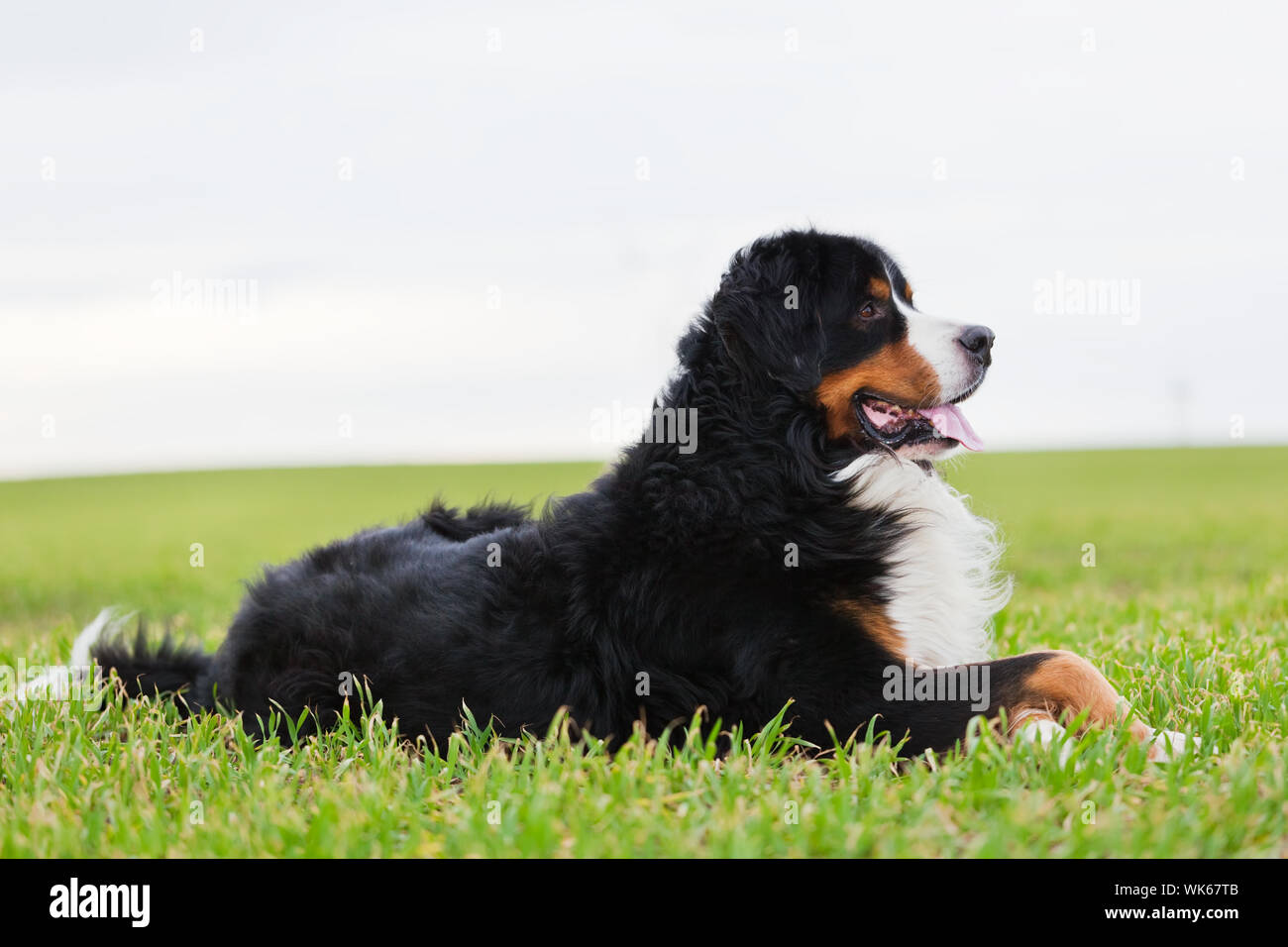 Hidden hills clearance bernese