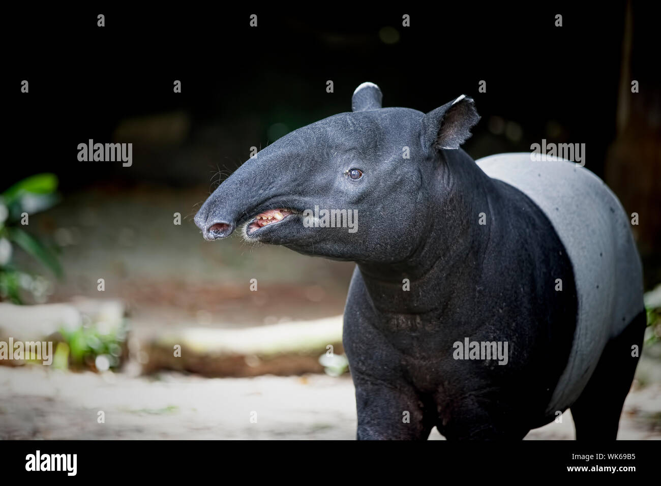 Southeast Asian Tapir in the Malaysian wilderness Stock Photo - Alamy