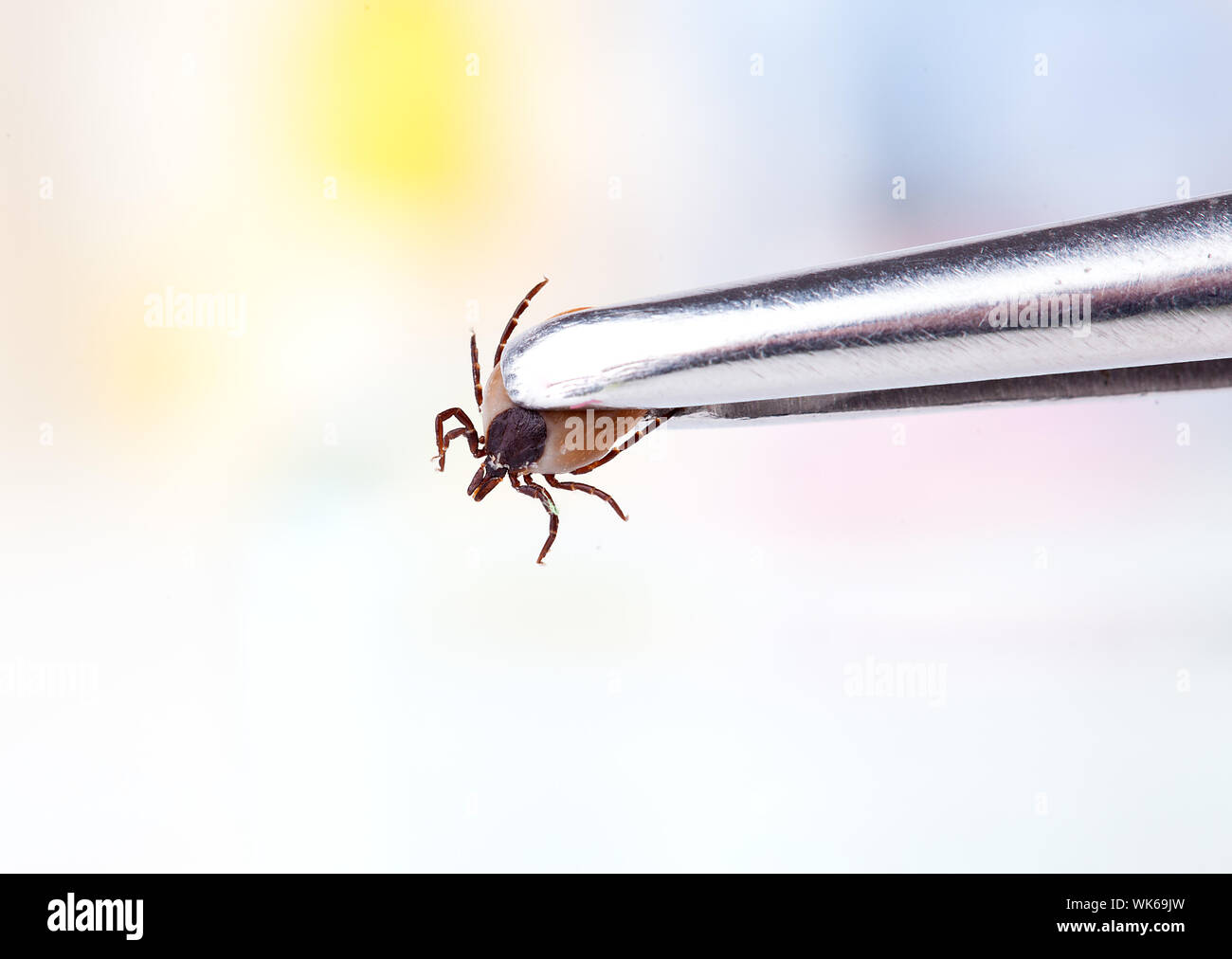 Ticks Stock Photo