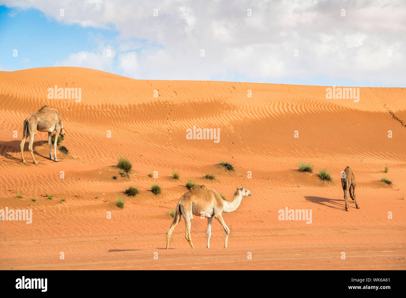 Image of three camels in desert Wahiba Oman Stock Photo