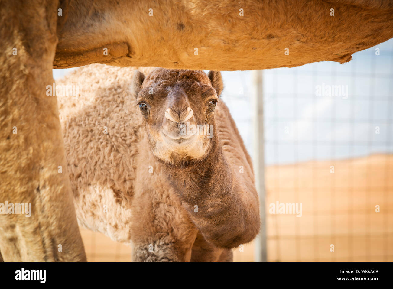 Image of camel calf in desert Wahiba Oman Stock Photo