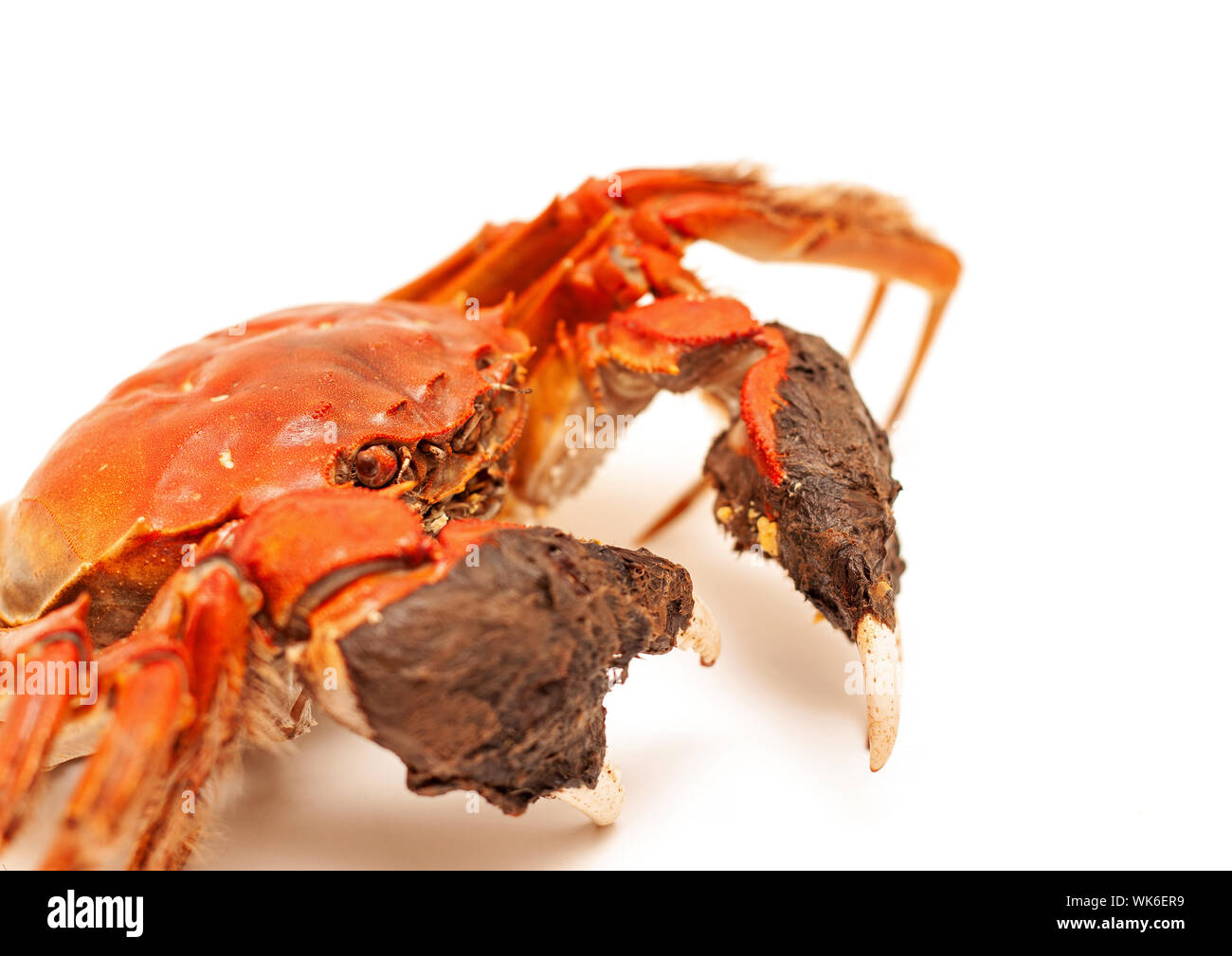 Chinese Hairy Crab High Resolution Stock Photography and Images Alamy