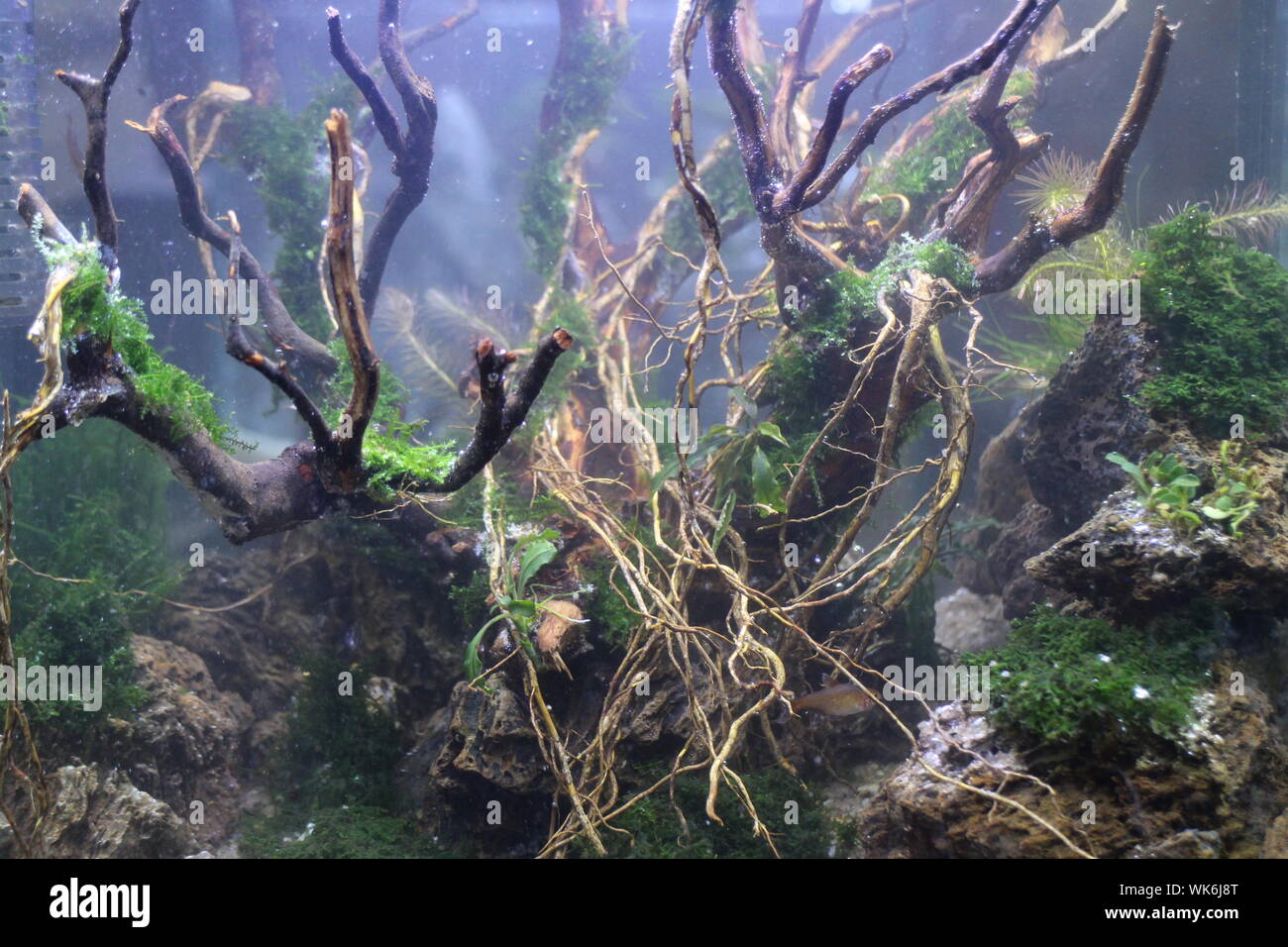 Growing underwater hires stock photography and images Alamy