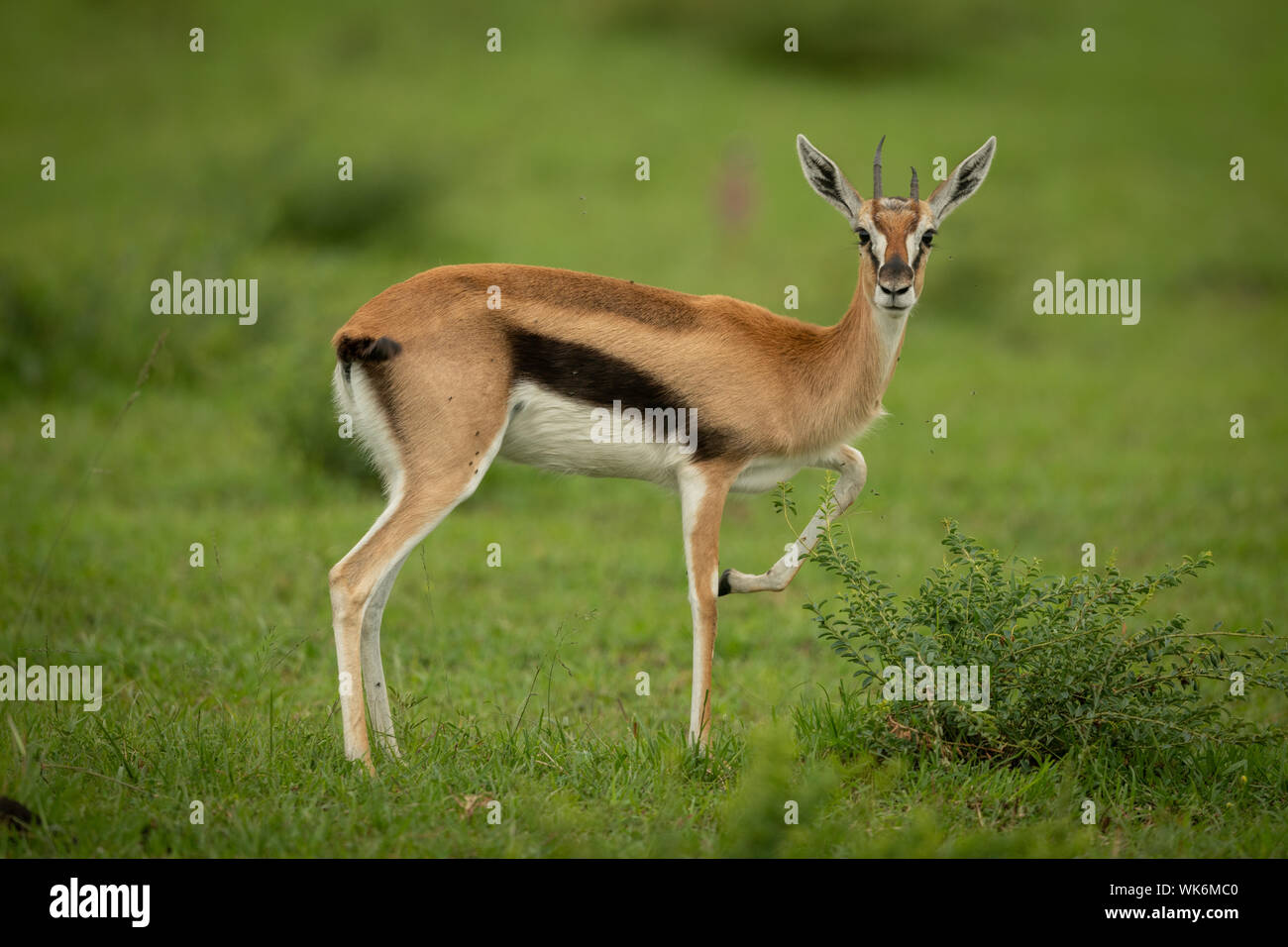 Thomson gazelle stands in grass lifting foreleg Stock Photo - Alamy
