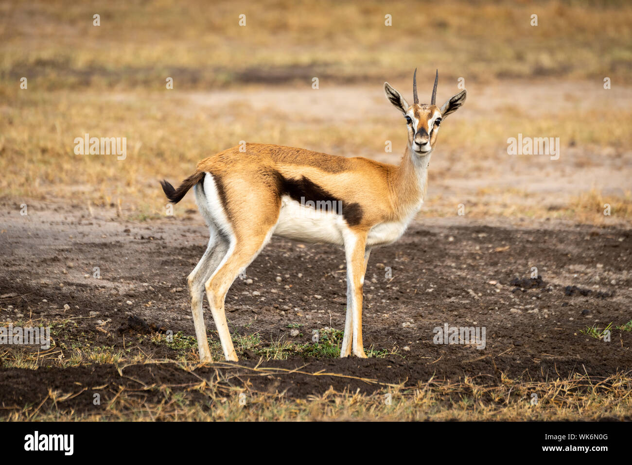 Thomson gazelle stands in profile watching camera Stock Photo - Alamy