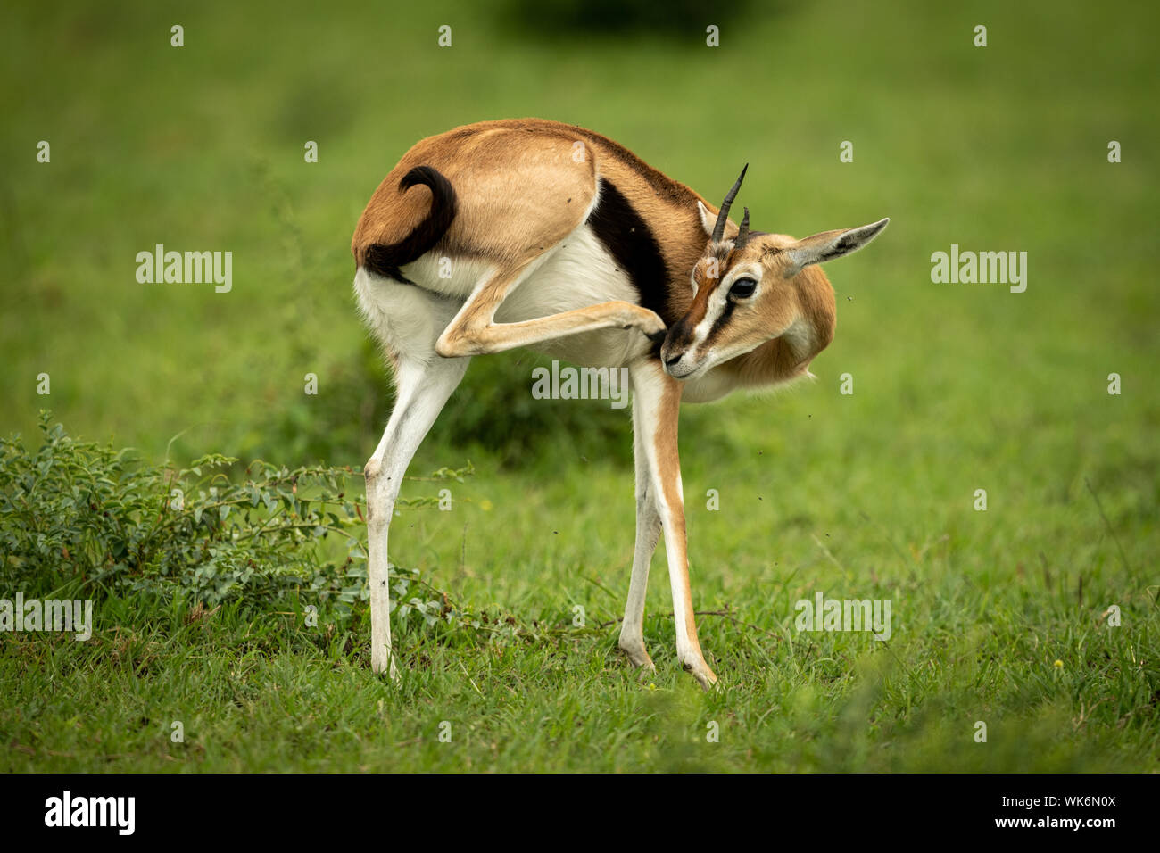 Thomson gazelle stands in grass scratching nose Stock Photo - Alamy