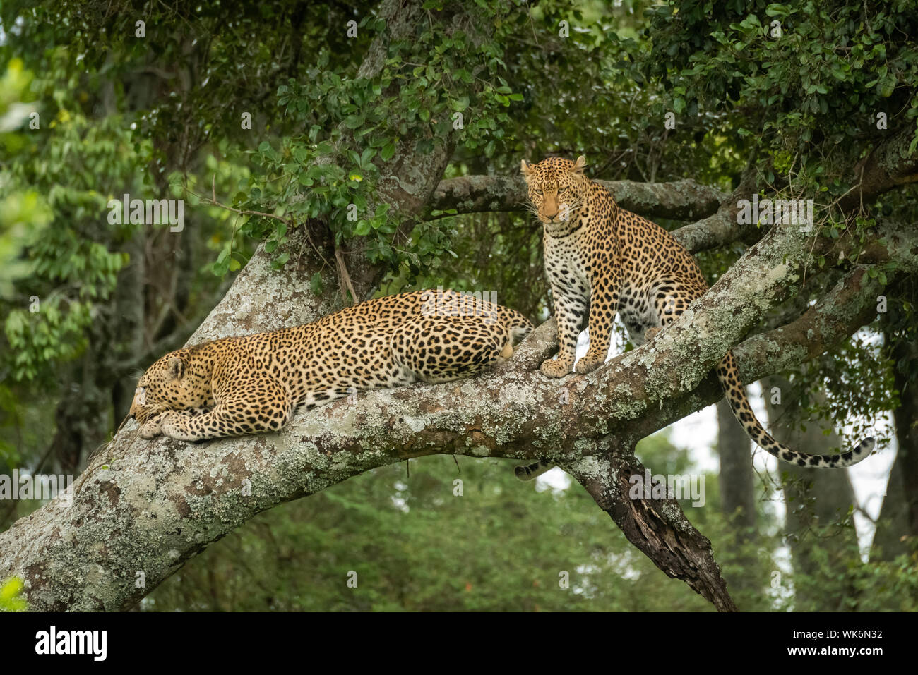 Two leopards sit and lie in tree Stock Photo