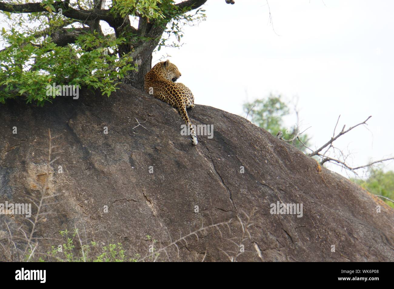 Low Angle View Of Cheetah Sitting On Rock Against Sky Stock Photo