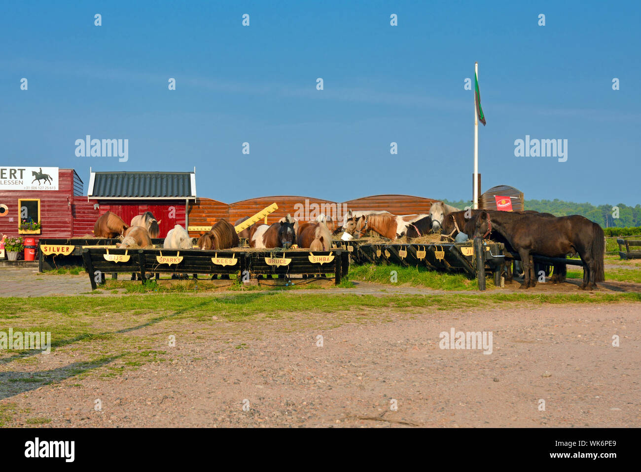 Texel  Netherlands - August 2019: Riding stable for tourists  called 'Manege Kikkert' at morning with horses and ponies lined up for breakfast Stock Photo