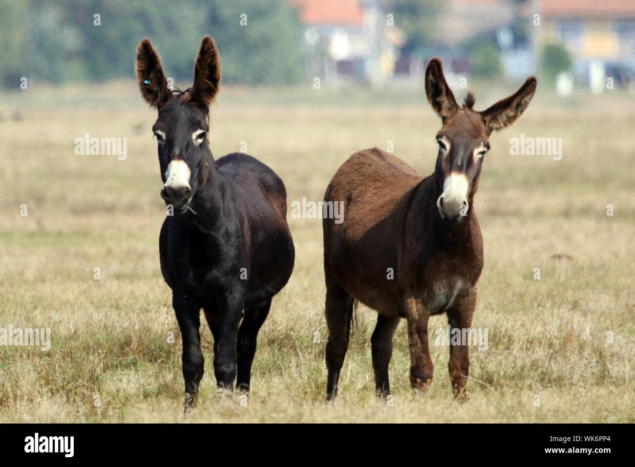 Full Length View Of Donkey Standing Grass Stock Photo