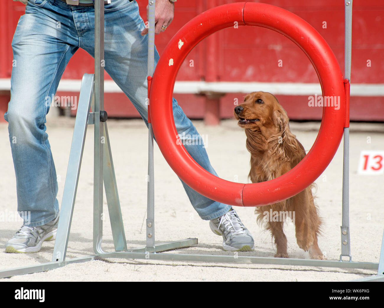 purebred cocker spaniel in a training of agility Stock Photo Alamy