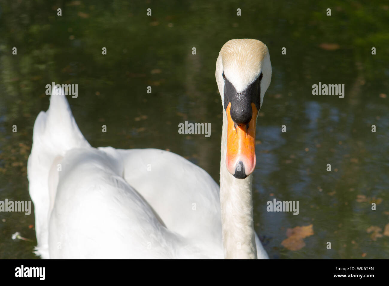 Cygnus Est Un Genre Doiseaux De La Famille Des Anatidae C