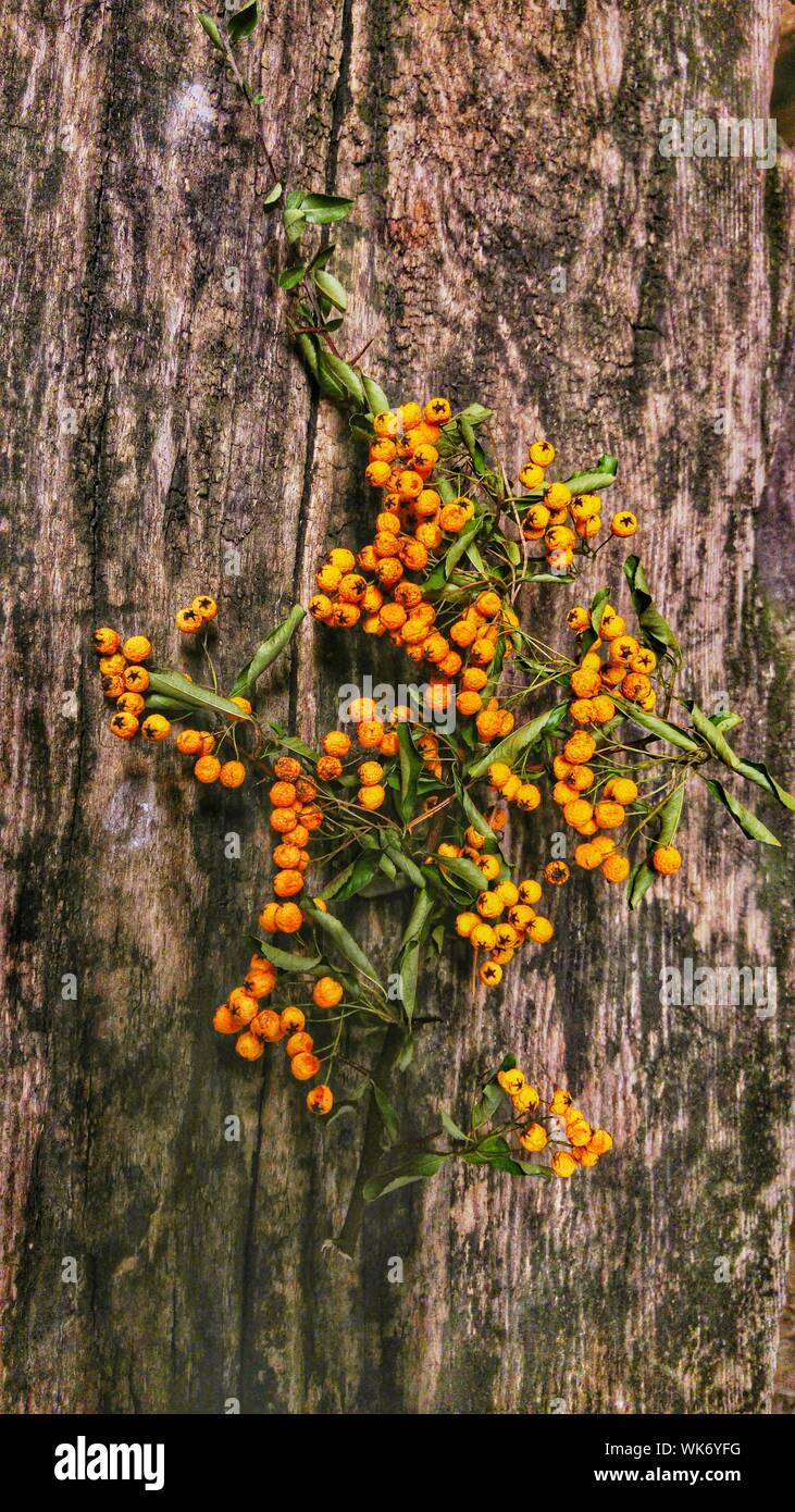 Forest yellow flowers hires stock photography and images Alamy