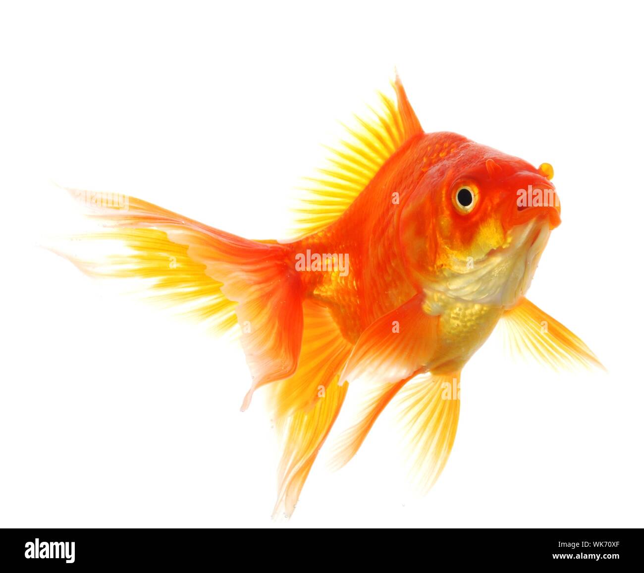 swimming single goldfish isolated on white showing lonelyness concept ...
